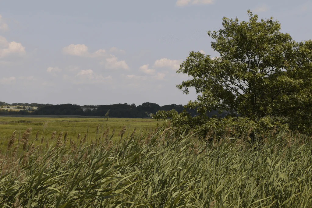 Before image  Normal Visible Light Image