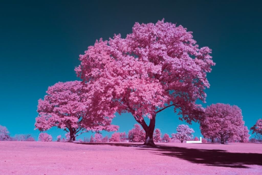 After image 550-Channel-Swapped-Medium 550nm Infrared Filter