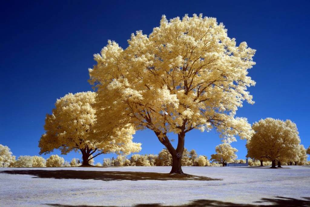 After image 590CWB-FC-H-Medium-Small-Custom 590nm Infrared Filter