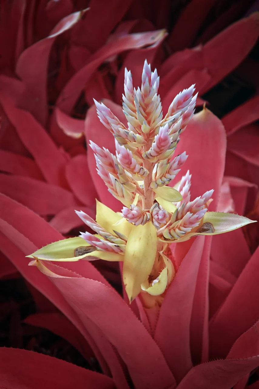 Kolari Vision Infrared Filter 550nm