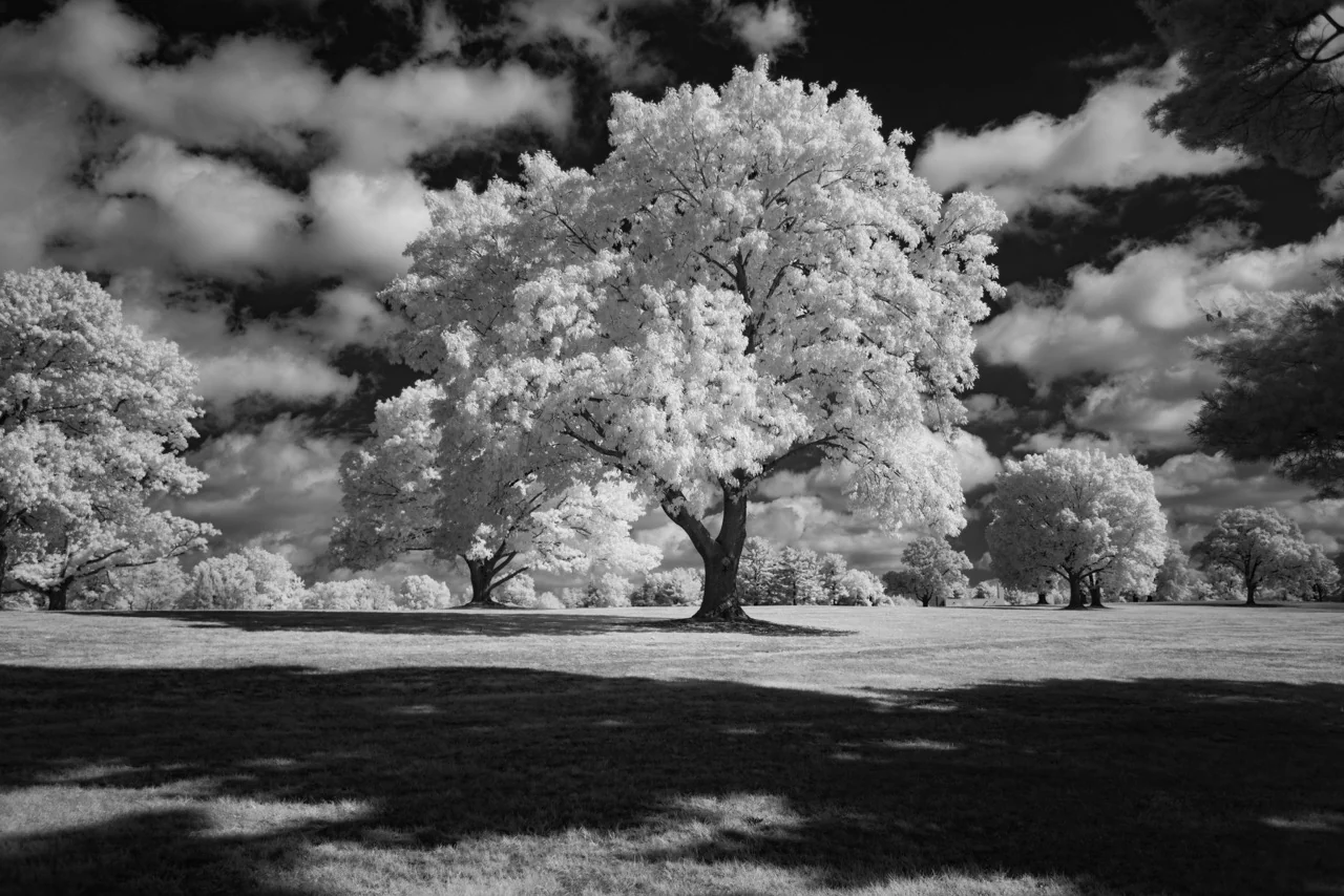 Kolari Vision Infrared Filter 930nm - Large tree in beautiful park