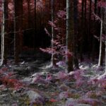 Thumbnail of 3rd Place Into the Trees   Sennen Powell min