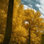 Thumbnail of Nikon Z7