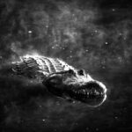 Thumbnail of Image name: Alligator In Morning Mist, Author name: Carolyn Hinton