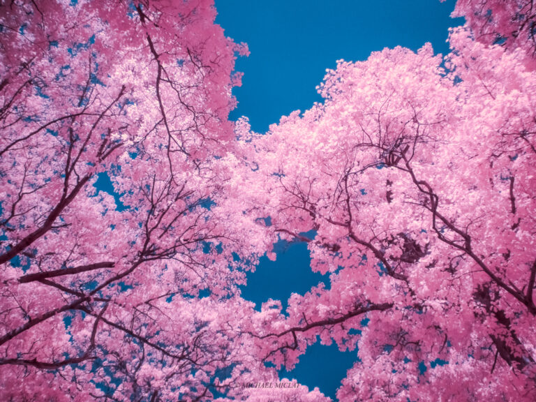 C09D8F39 30A7 476A 8860 B68E8D6EAF25 768×576 1