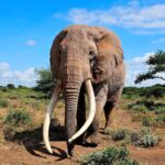 Thumbnail of Elephant – Dan Wampler