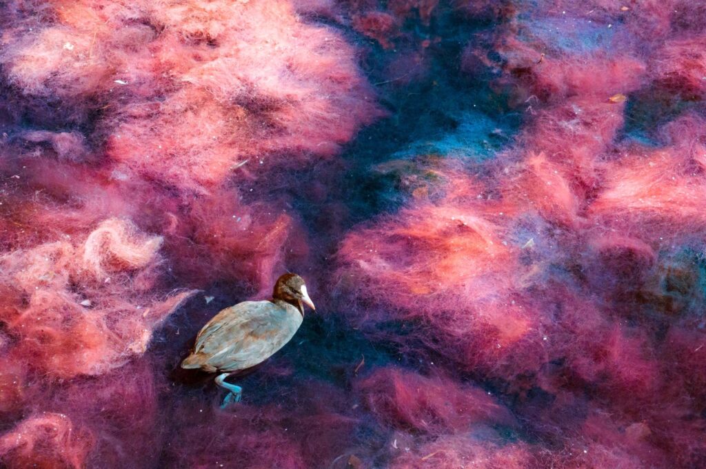 Sennen Powell   Coot In Weed (590nm)