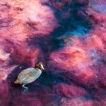 Thumbnail of Sennen Powell   Coot In Weed (590nm)
