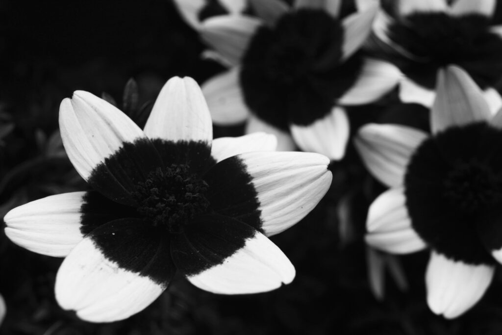 Ultraviolet Portrait by Pierre Louis Ferrer