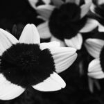 Thumbnail of Ultraviolet Portrait by Pierre Louis Ferrer