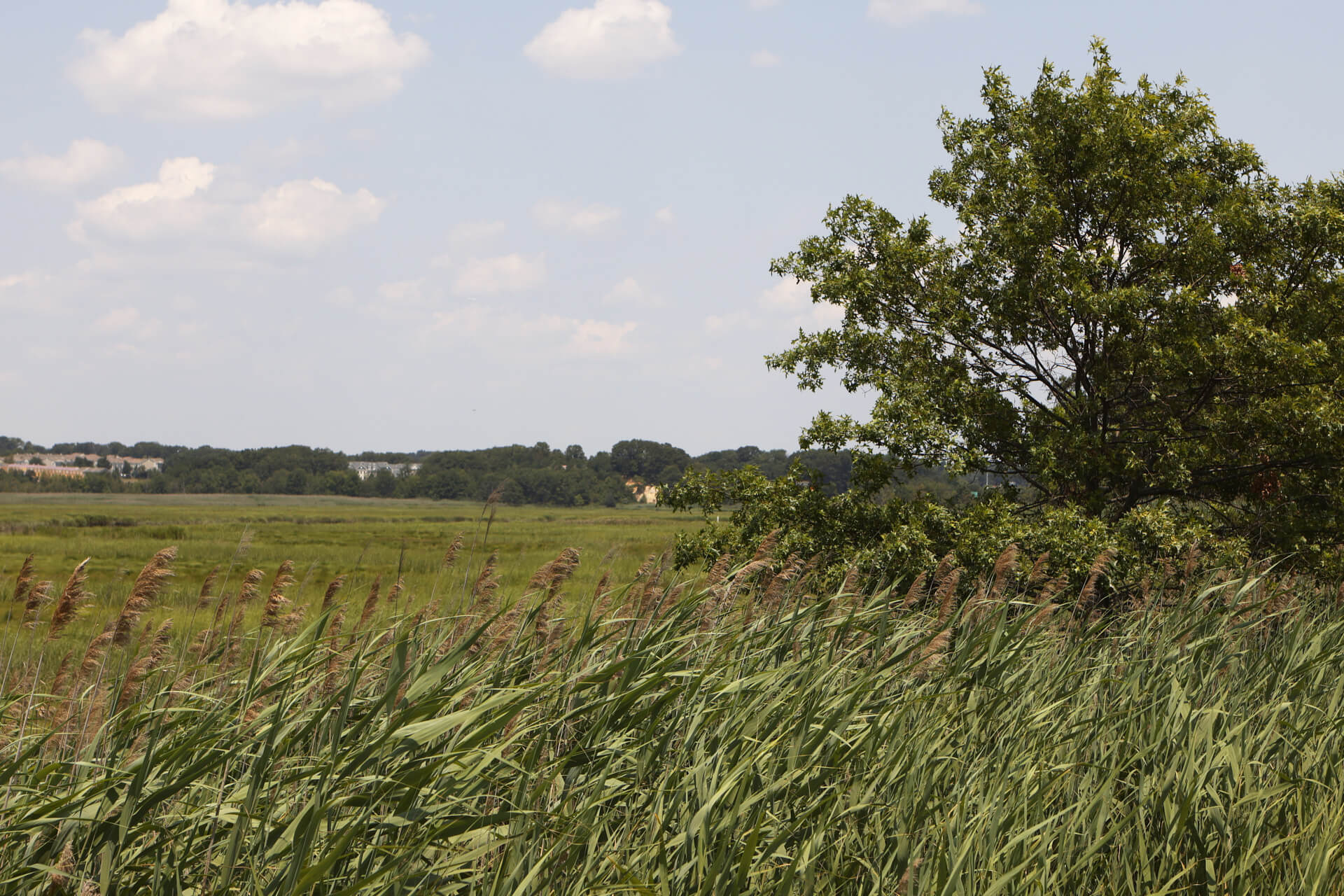 Before image IR Chrome before filter effect example Normal Visible Light Image