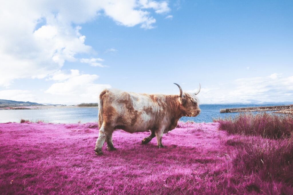 Image name: Kodak Cow, Author name: Augustin Cross