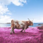 Thumbnail of Image name: Kodak Cow, Author name: Augustin Cross