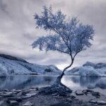 Thumbnail of Image name: Lonely Tree, Author name: David Hall