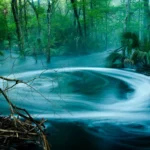 Thumbnail of Image name: Aucilla Sinks Trail, Author name: Michael Riffle