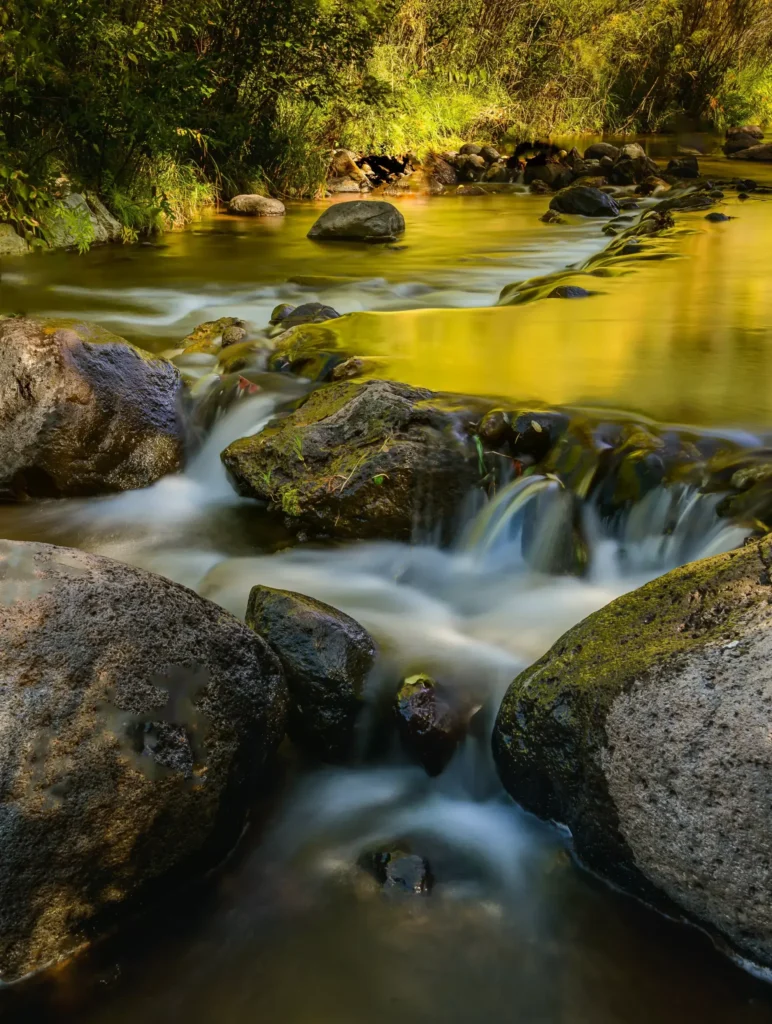 Image name: Golden Waters , Author name: Lynn Wiezycki