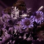 Thumbnail of RVP19272 Large