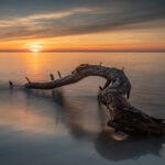 Thumbnail of Image name: Tree Trunk, Author name: Yohan Raintung