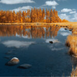 Thumbnail of lut deep gold