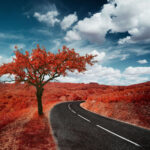 Thumbnail of yann philippe infrared infrarouge 148 scaled