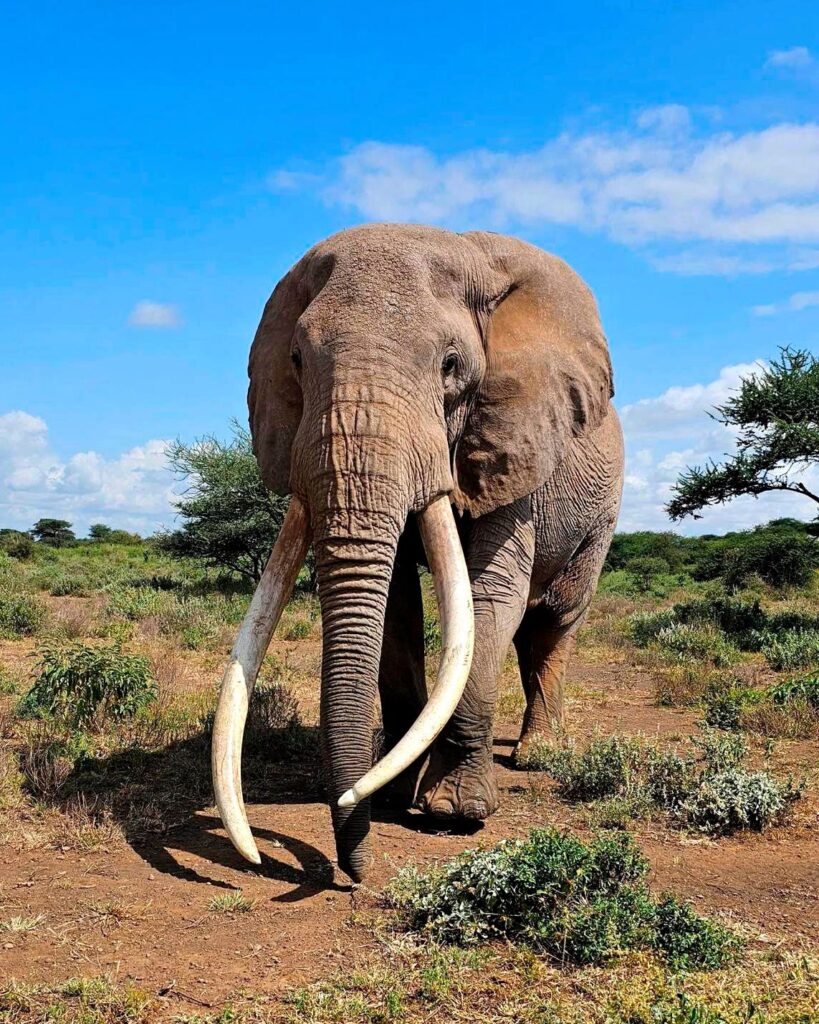 Elephant Dan Wampler