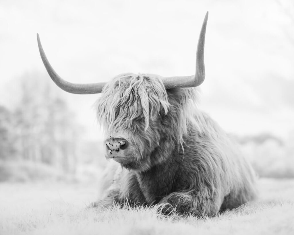 Portrait of a Highland Cow