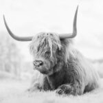 Thumbnail of Portrait of a Highland Cow