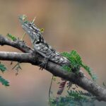 Thumbnail of Reptile Dan Wampler