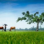 Thumbnail of Rural Life and Nature Amirul Islam