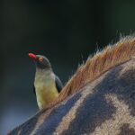 Thumbnail of Safari Dan Wampler