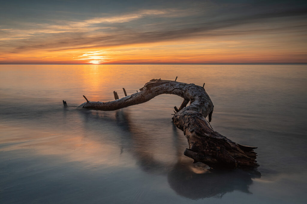 TreeTrunk Raintung 89d4b66d c1c1 4f39 b7c4 d8b44b27c66c