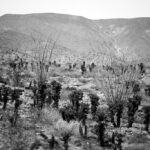 Thumbnail of ULTRAVIOLET ANZA BORREGO AUG25 20182077 FINAL 01